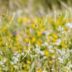 Nostrzyk żółty i biały (melilotus) – uprawa, zastosowanie, właściwości